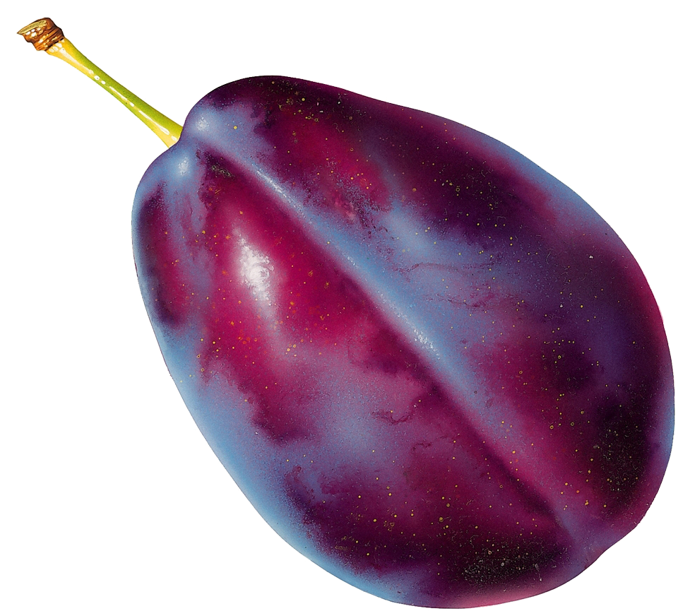 Fruit Blackberry Plum Clip Art - Fruit Blackberry Plum Clip Art (1000x887)