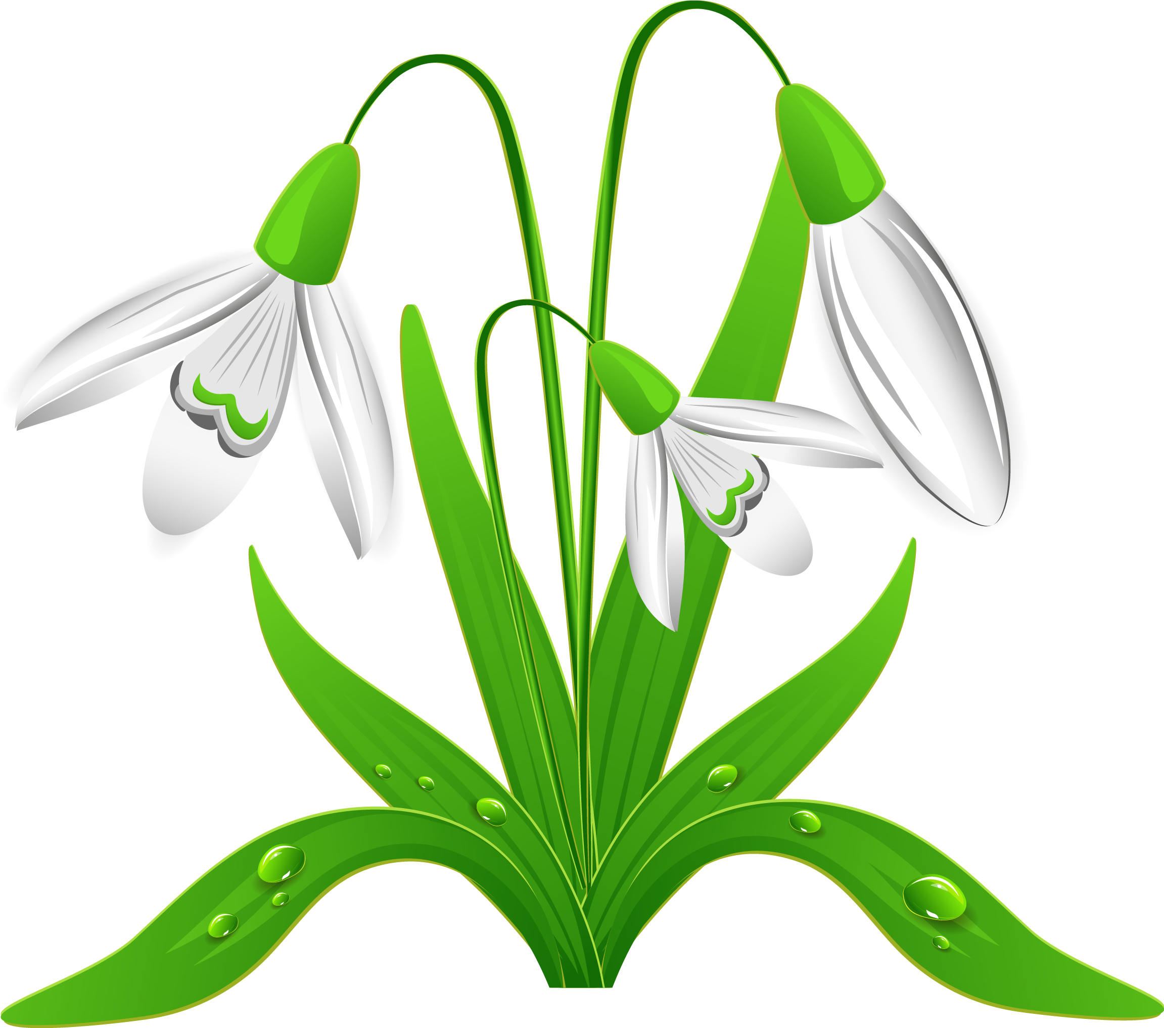 Spring Snowdrops Png Clipart Picture - Snowdrops Clipart (2365x2105)