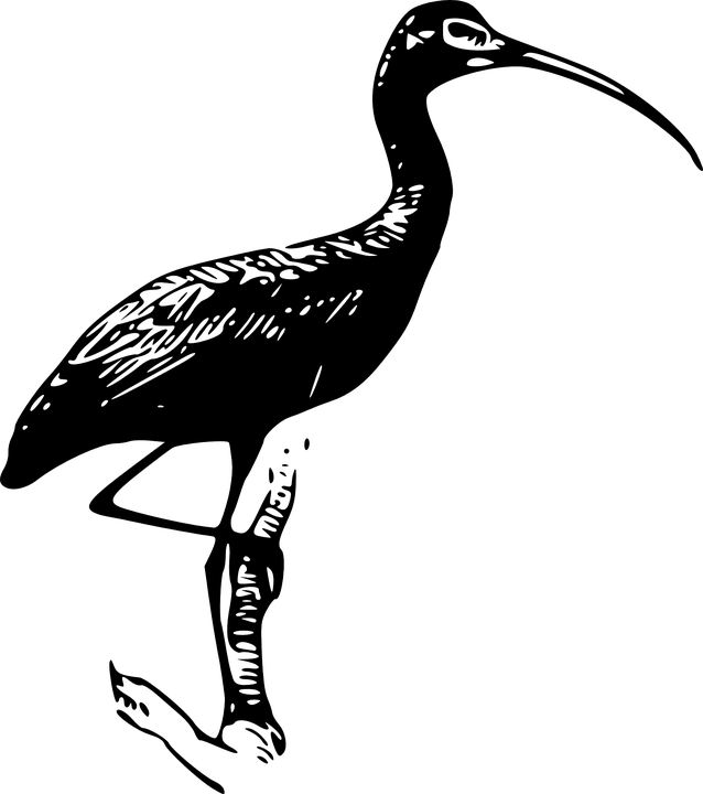 Explore Art Online, Public Domain, And More - Clipart Ibis (638x720)