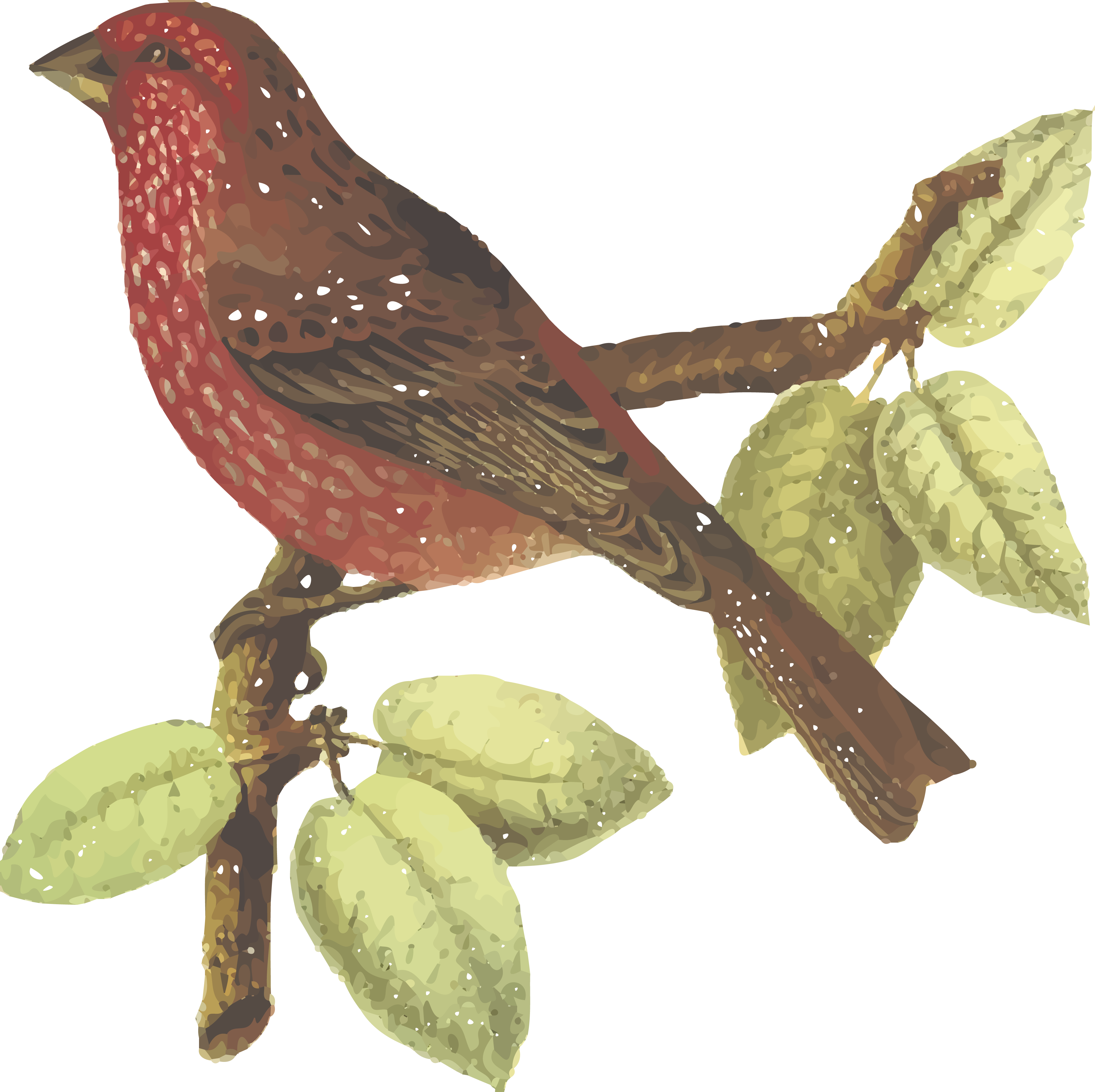 Free Clipart Of A Bird - Transparent Images Dhari Maa (4000x3989)