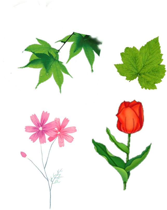Plant Leaves Green Leaf Clip Art - Rosa Glauca (788x872)