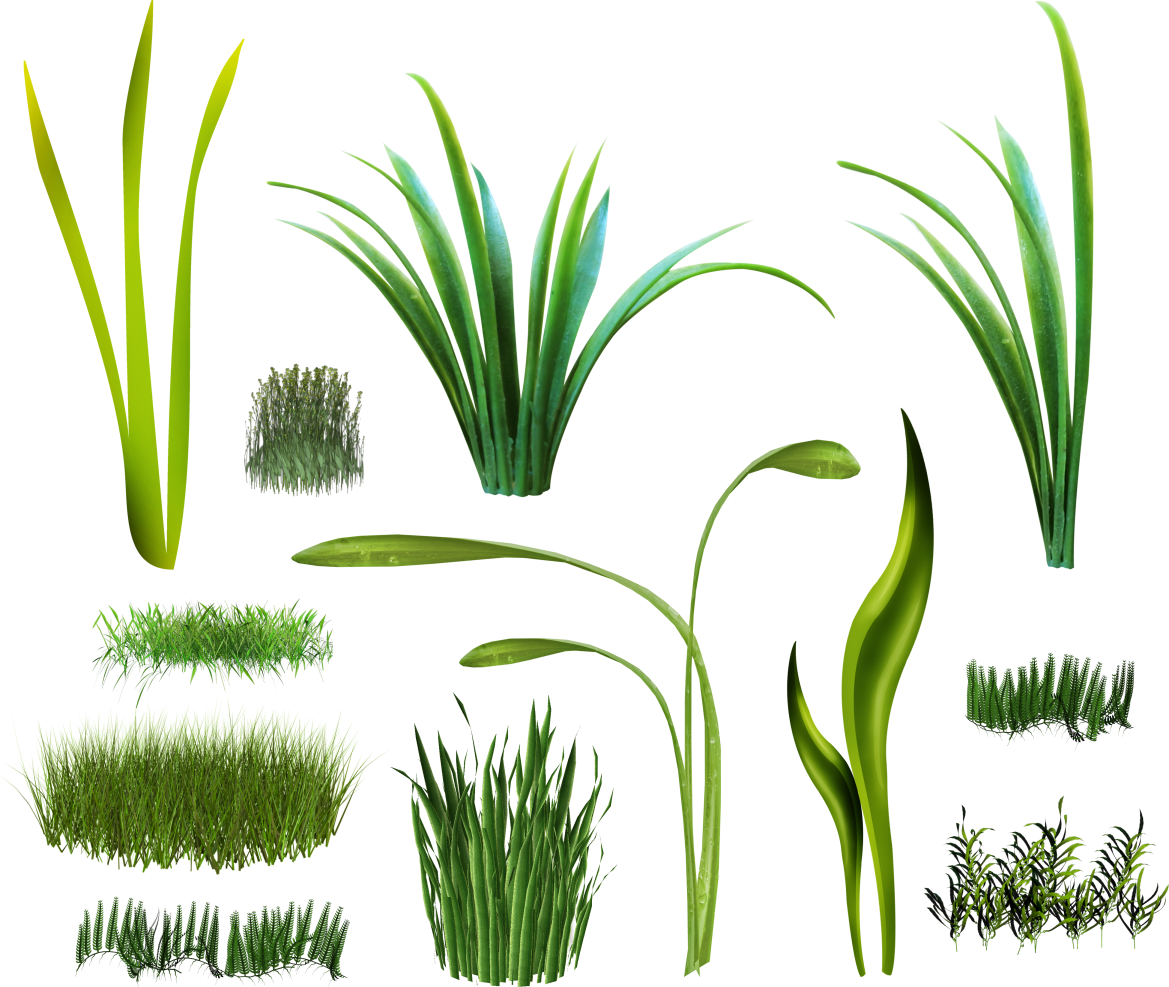 Herbaceous Plant Digital Image Clip Art - Трава Png (1169x987)
