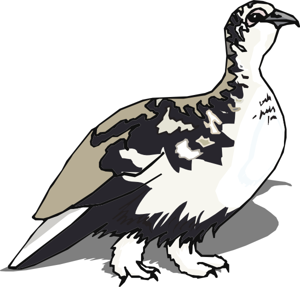 White Tailed Ptarmigan Clipart (600x574)