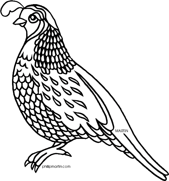 Quail Clipart Quail Bird Pencil And In Color Quail - Quail Clipart Black And White (609x648)