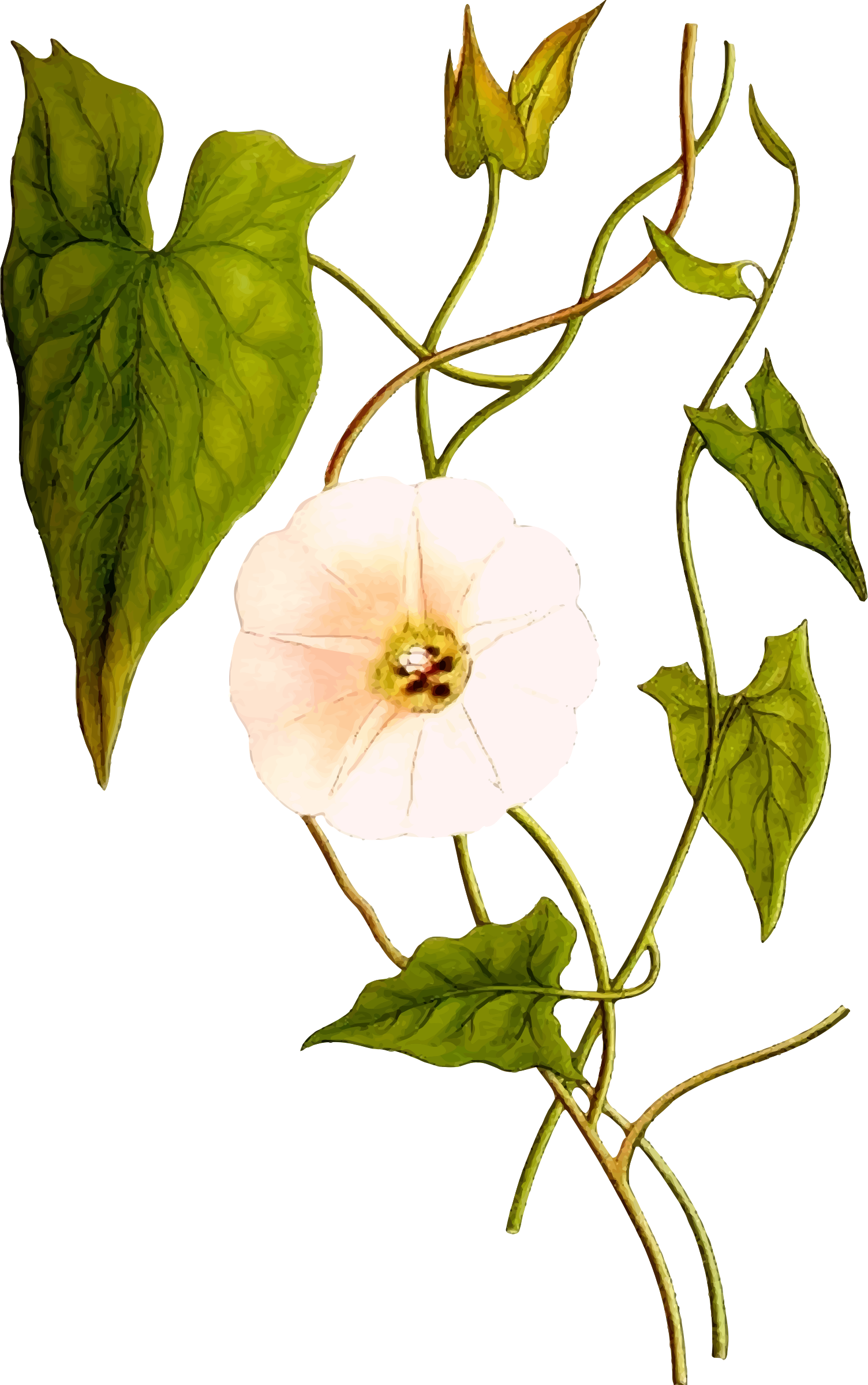 Big Image - Hedge Bindweed (1504x2400)