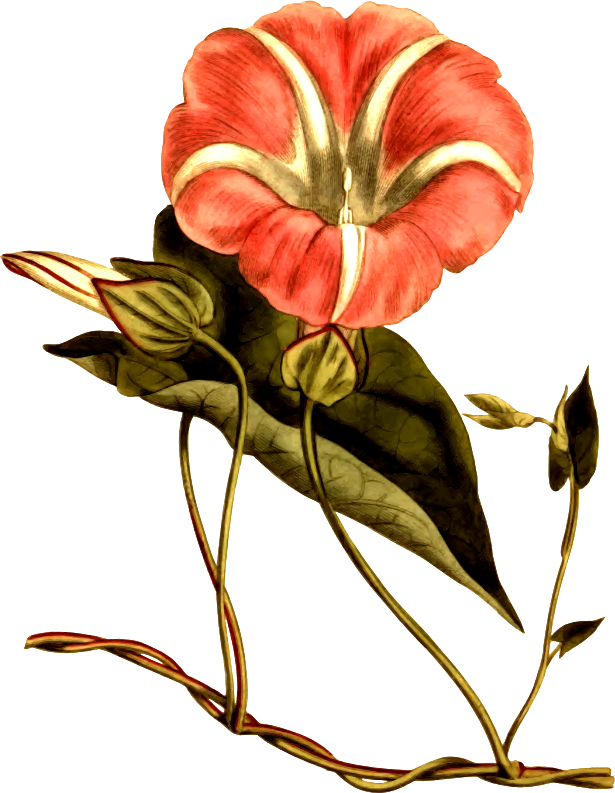 Medium Image - Lily (615x793)