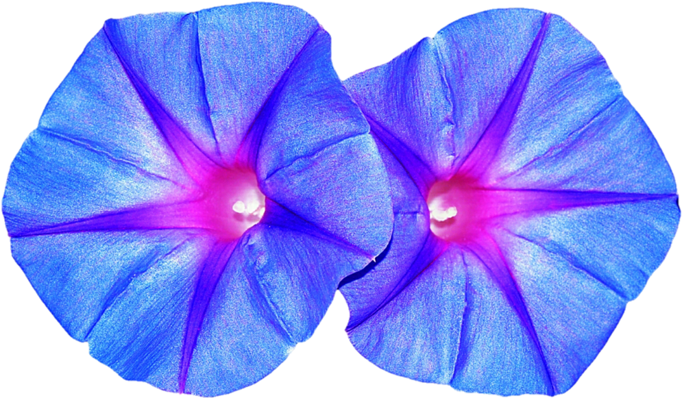 Lovely Blue Morning Glories By Jeanicebartzen27 - Lovely Blue Morning Glories By Jeanicebartzen27 (1024x605)