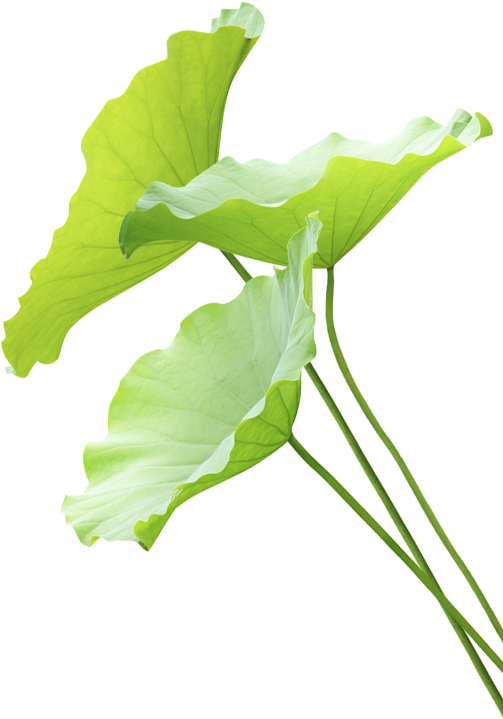 Bkg About 3 - Maidenhair Tree (503x719)