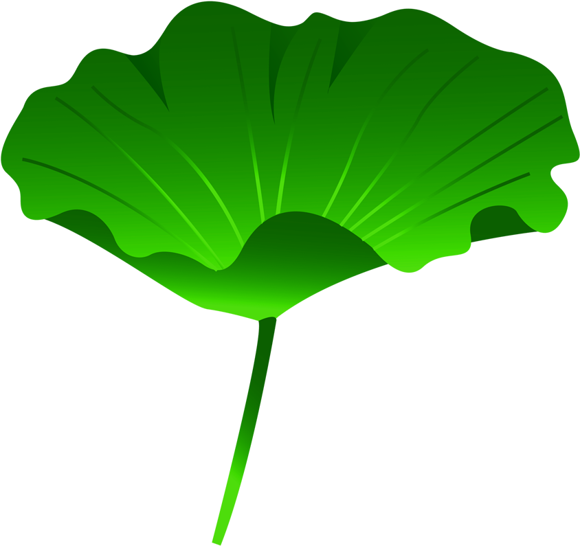 Leaf Nelumbo Nucifera Lotus Effect - Lotus Effect (1600x800)