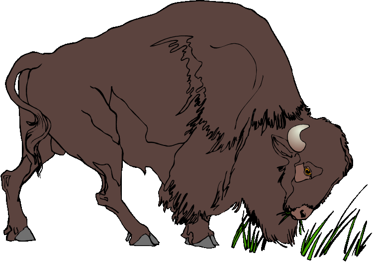 Bison Clipart Buffalo - Clipart Bison (750x526)