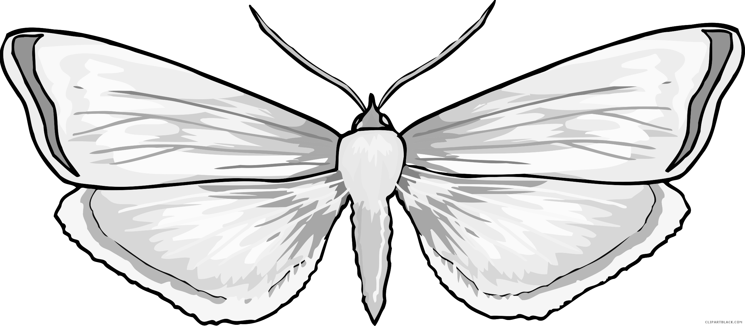 Butterfly Animal Free Black White Clipart Images Clipartblack - Aporia (2500x1094)