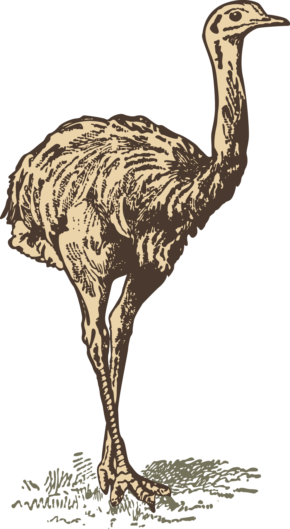 Common Ostrich Download Drawing - Common Ostrich (990x1806)