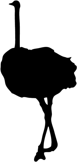 Forgetmenot Ostrich Silhouette - Lion Vector (700x700)