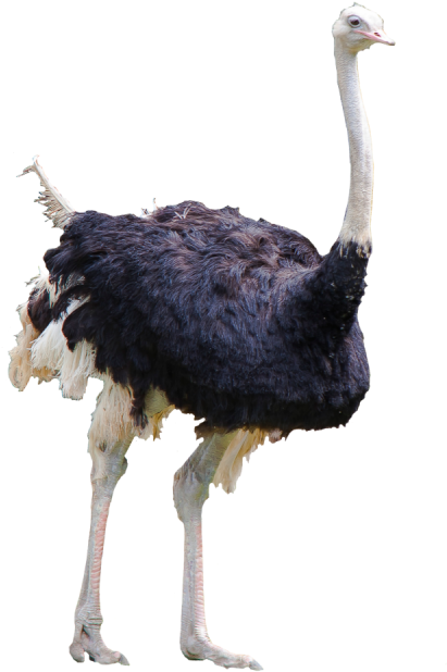 Ostrich Meal - Ostrich (800x800)