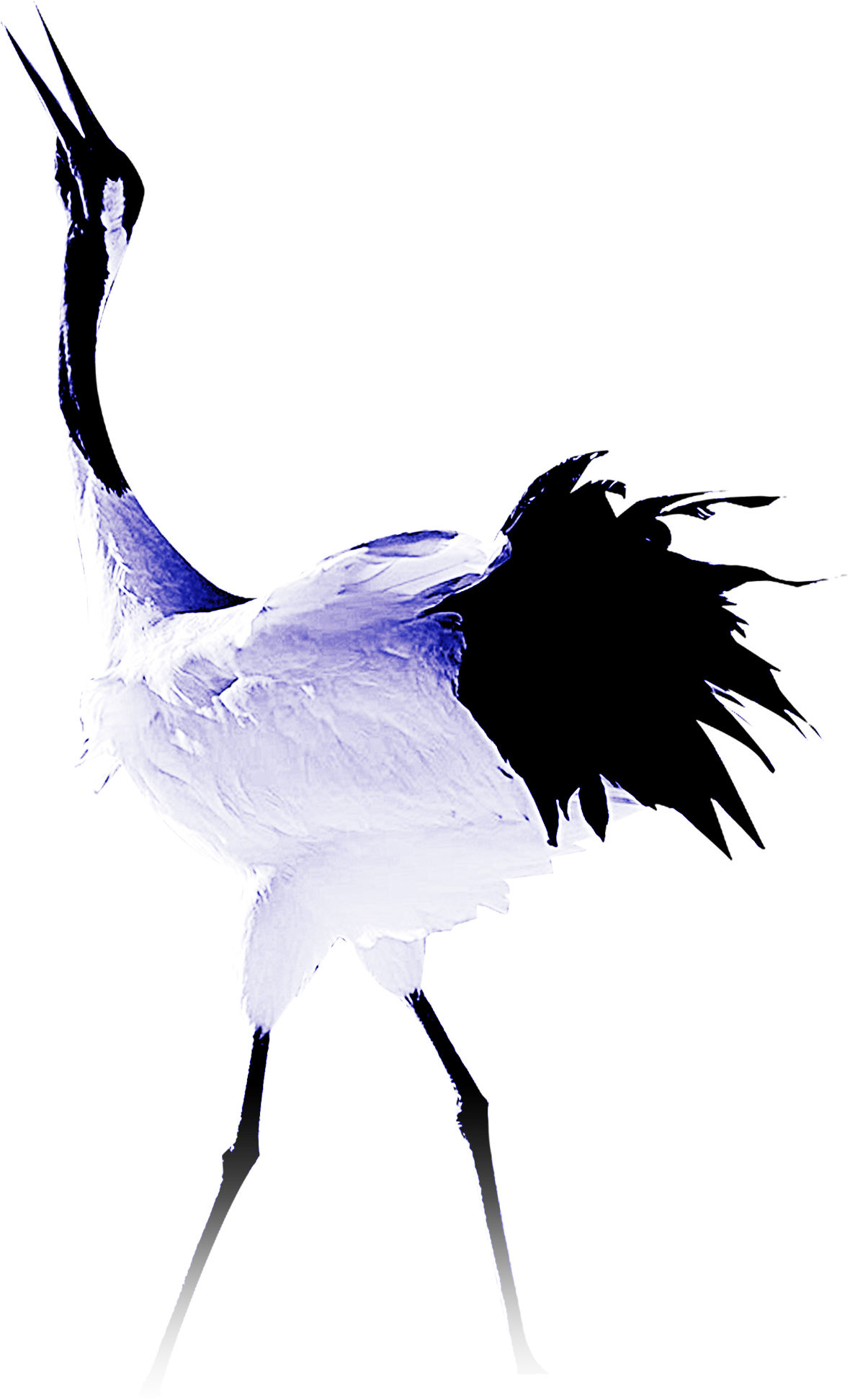 Common Ostrich Crane Bird Feather - Design (2480x3508)