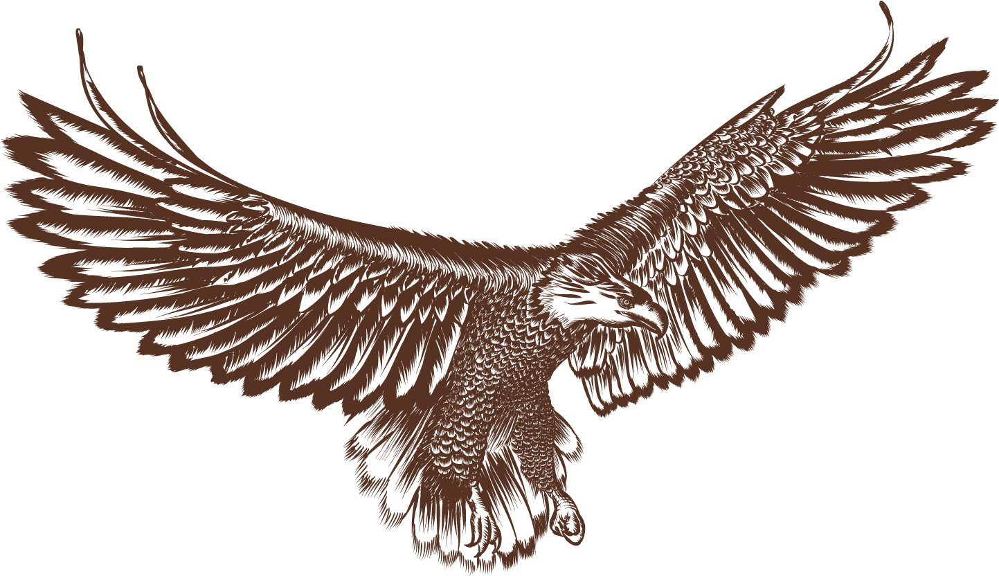 Bald Eagle Hawk Bird - Eagle (1500x1500)