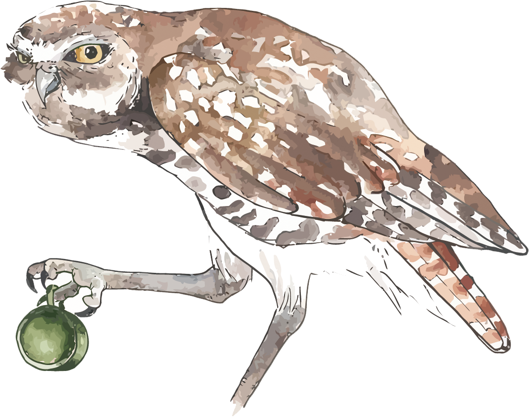 Owl Watercolor Painting - Eastern Screech Owl (1500x1105)