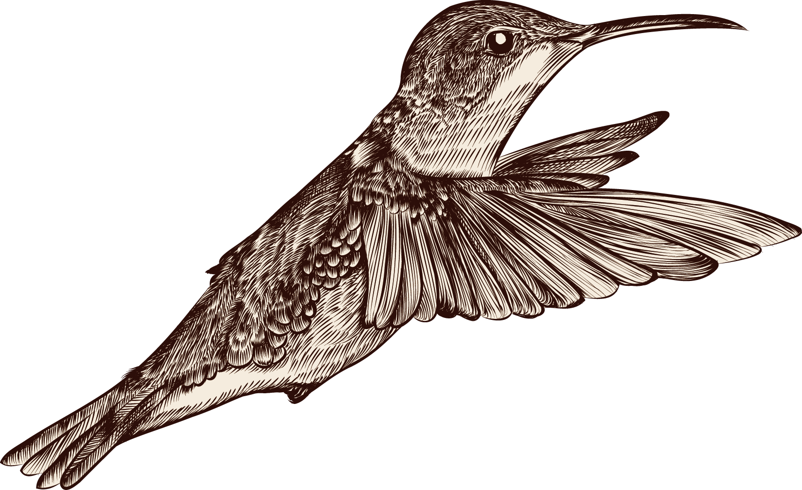 Hand-painted Flower Bird - Portable Network Graphics (1649x1008)