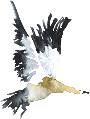Noche Blanca - Northern Gannet (383x451)