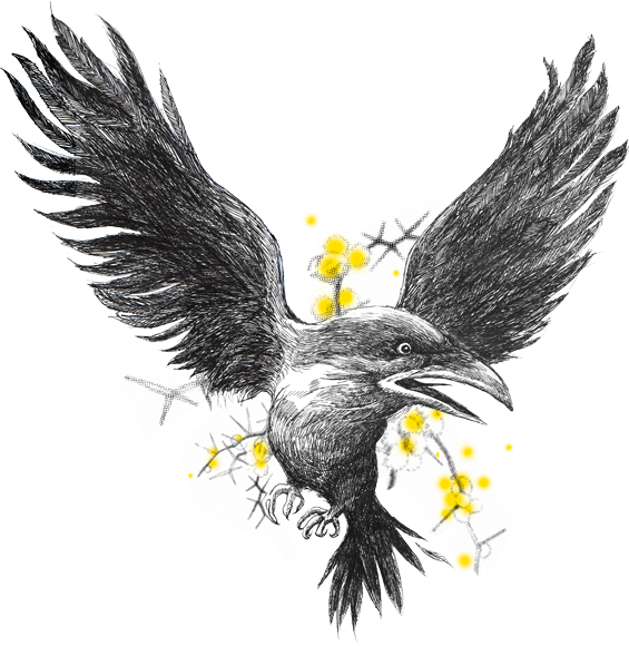 Image - American Crow (565x580)