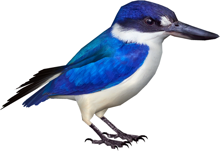 Forest Kingfisher - Blue Jay (800x800)