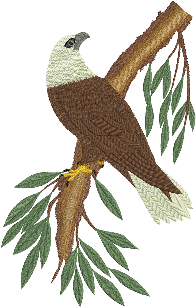 White Headed Eagle Machine Embroidery Designs - White Headed Eagle Machine Embroidery Designs (1000x1000)
