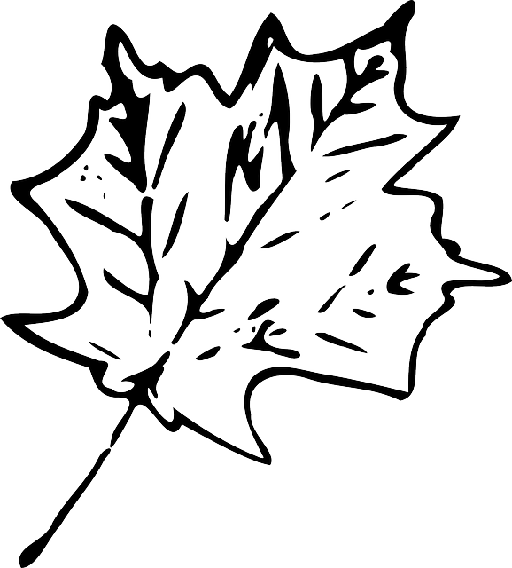 Foliage Maple, Fall, Leaf, Foliage - Black And White Leaf Transparent (578x640)