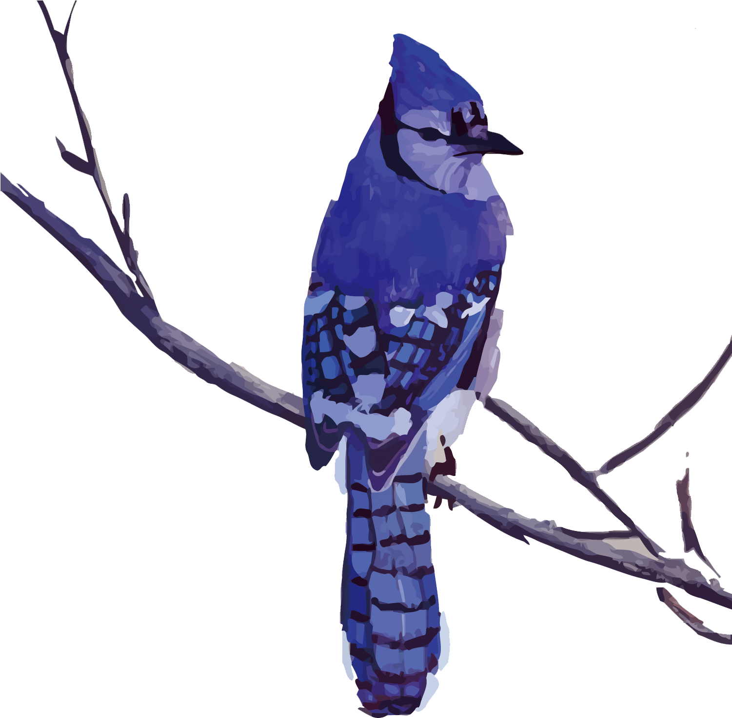 Bird Blue Jay Drawing Painting Art - Blue Jay Drawing (1500x1500)