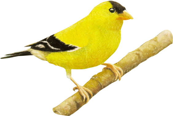 Goldfinch Clipart Golden Bird - Certified Public Accountant (600x423)
