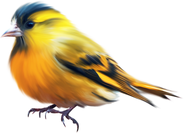 Explore Yellow Animals, Bird Clipart And More - Painted Bird Png (600x434)