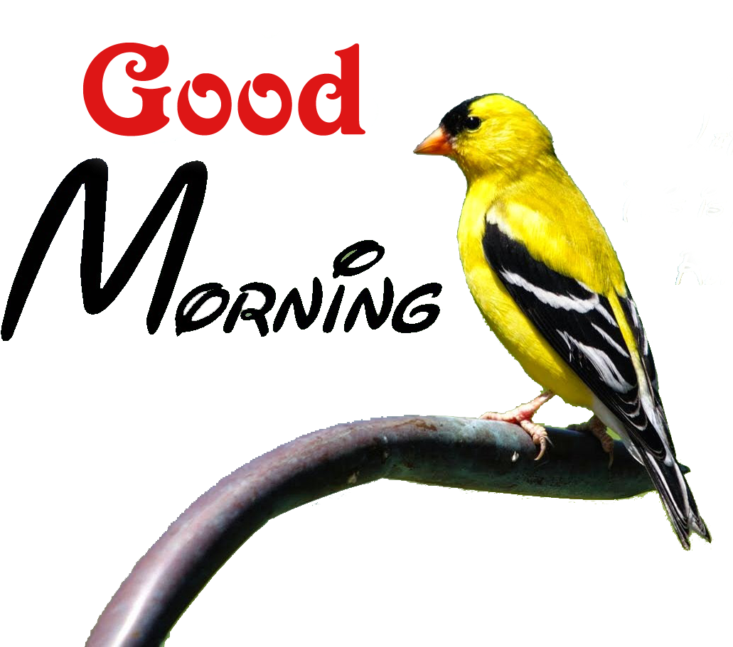 Good Morning Png Transparent Images - Good Morning Png Transparent (1080x941)