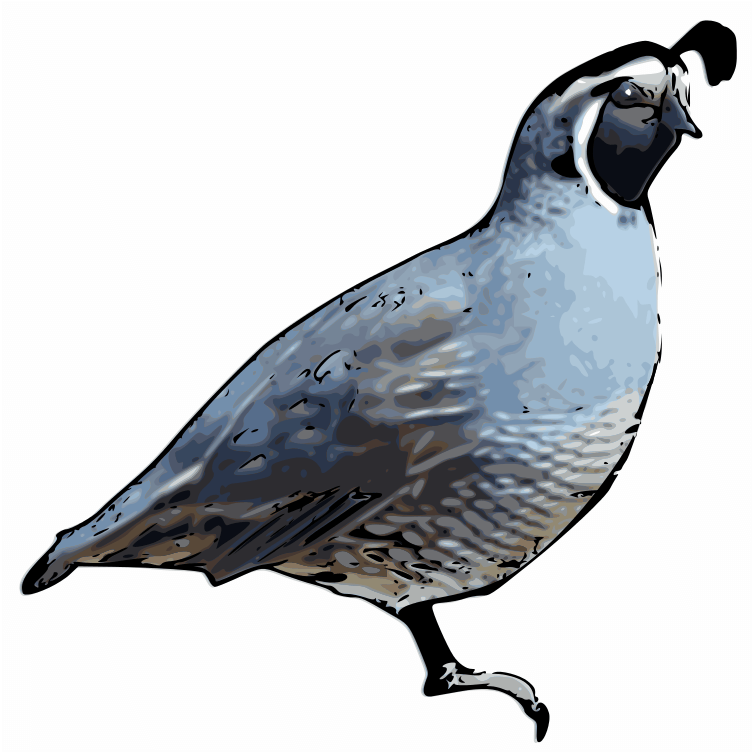 Quail Clip Art - Custom Quail Shower Curtain (1200x927)