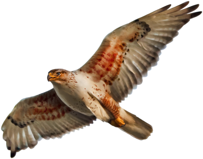 Dave's One Of The Most Versatile Illustrators Out There - Wallmonkeys Ferruginous Hawk Isolated Peel And Stick (1068x800)