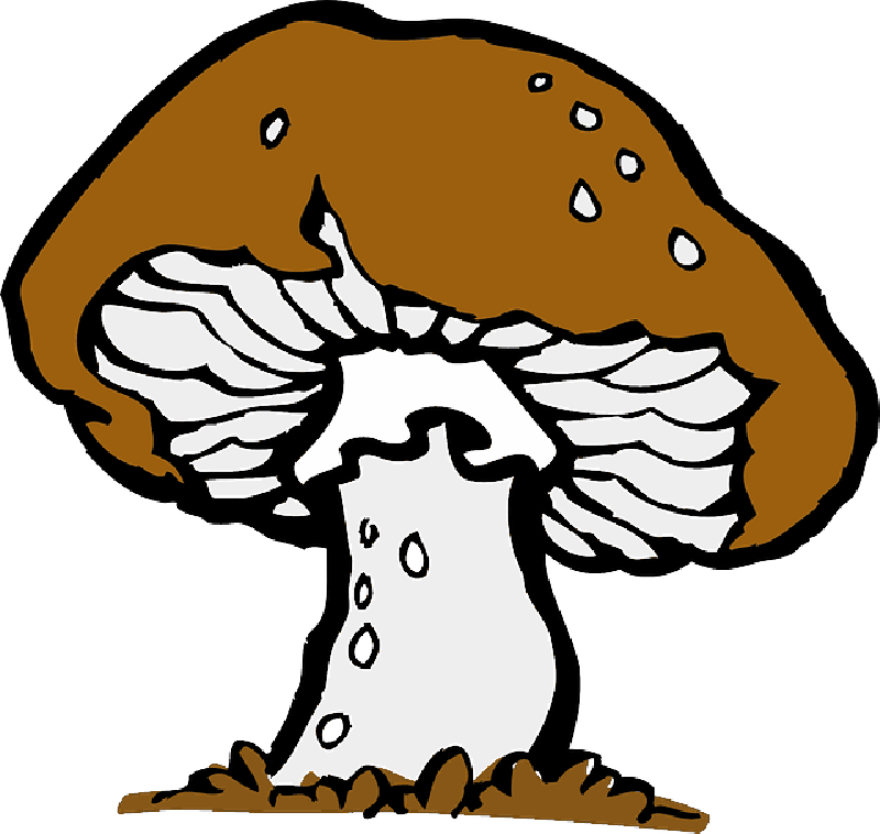 Vegetable - Mushroom Clip Art (800x758)