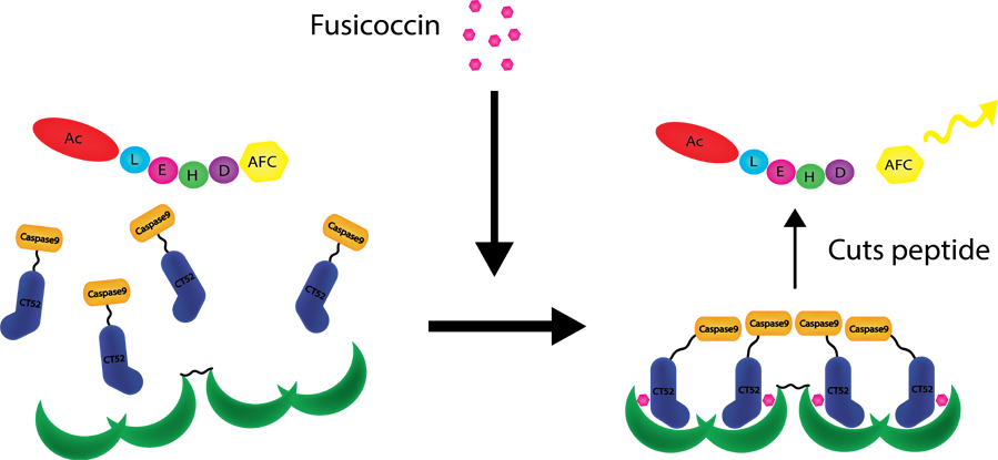 T Tu Eindhoven Caspase9assaybb - T Tu Eindhoven Caspase9assaybb (1000x469)