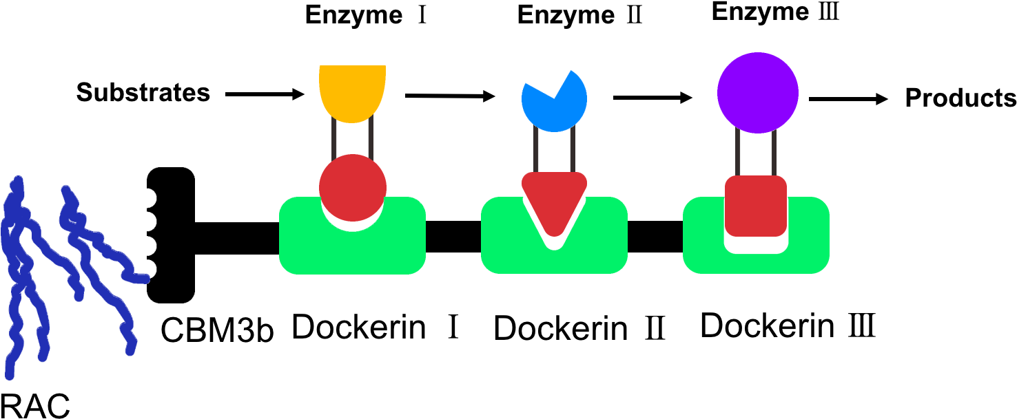 We Have Optimized The Protein Scaffold Sequence And - Diagram (1544x673)