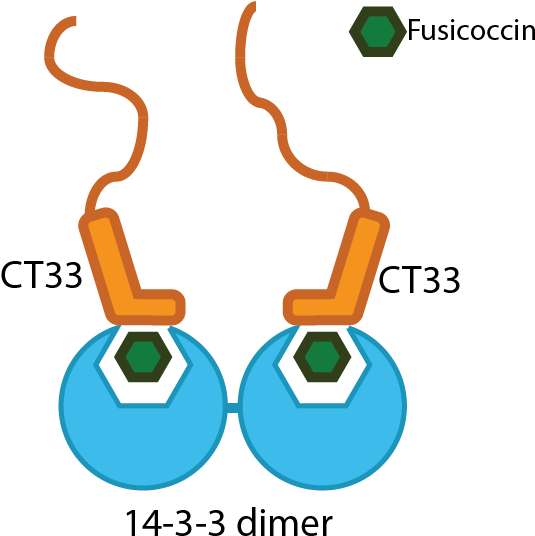 T Tu Eindhoven Ct1433 Dimer Interact - T Tu Eindhoven Ct1433 Dimer Interact (538x546)