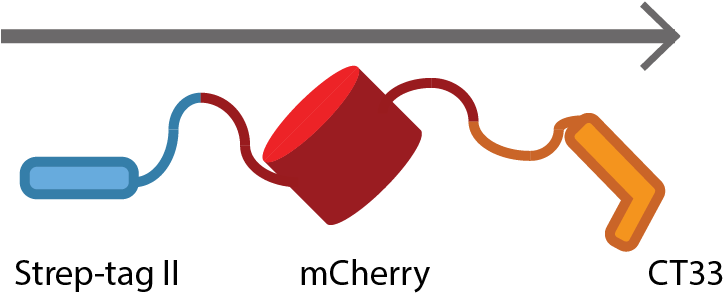 T Tu Eindhoven Ctsmv2 - Cherry Lodge Cancer Care (727x337)