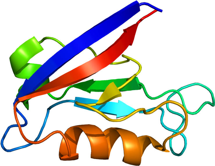 Sap97 Protein (787x620)