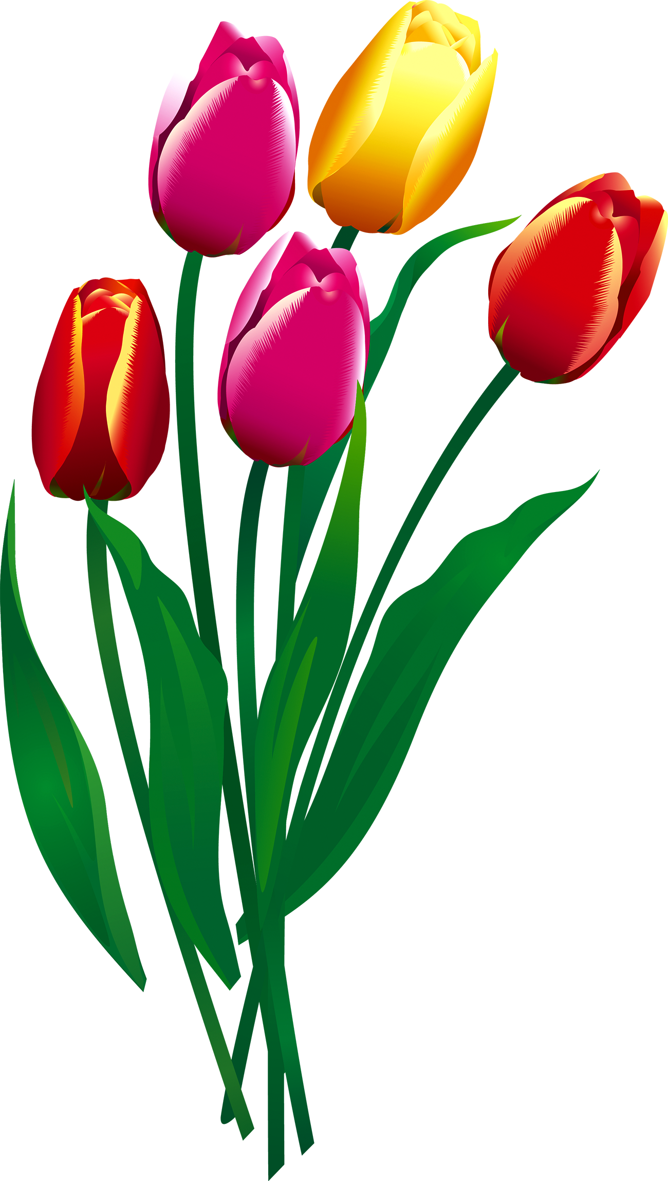 Tulip Flower - Tulip - Sprenger's Tulip (1300x2297)