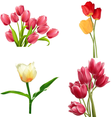 Tulip - Tulip Png (400x400)