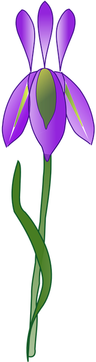 Iris Versicolor Iris Flower Data Set Clip Art - Iris Flower Vector Png (360x720)