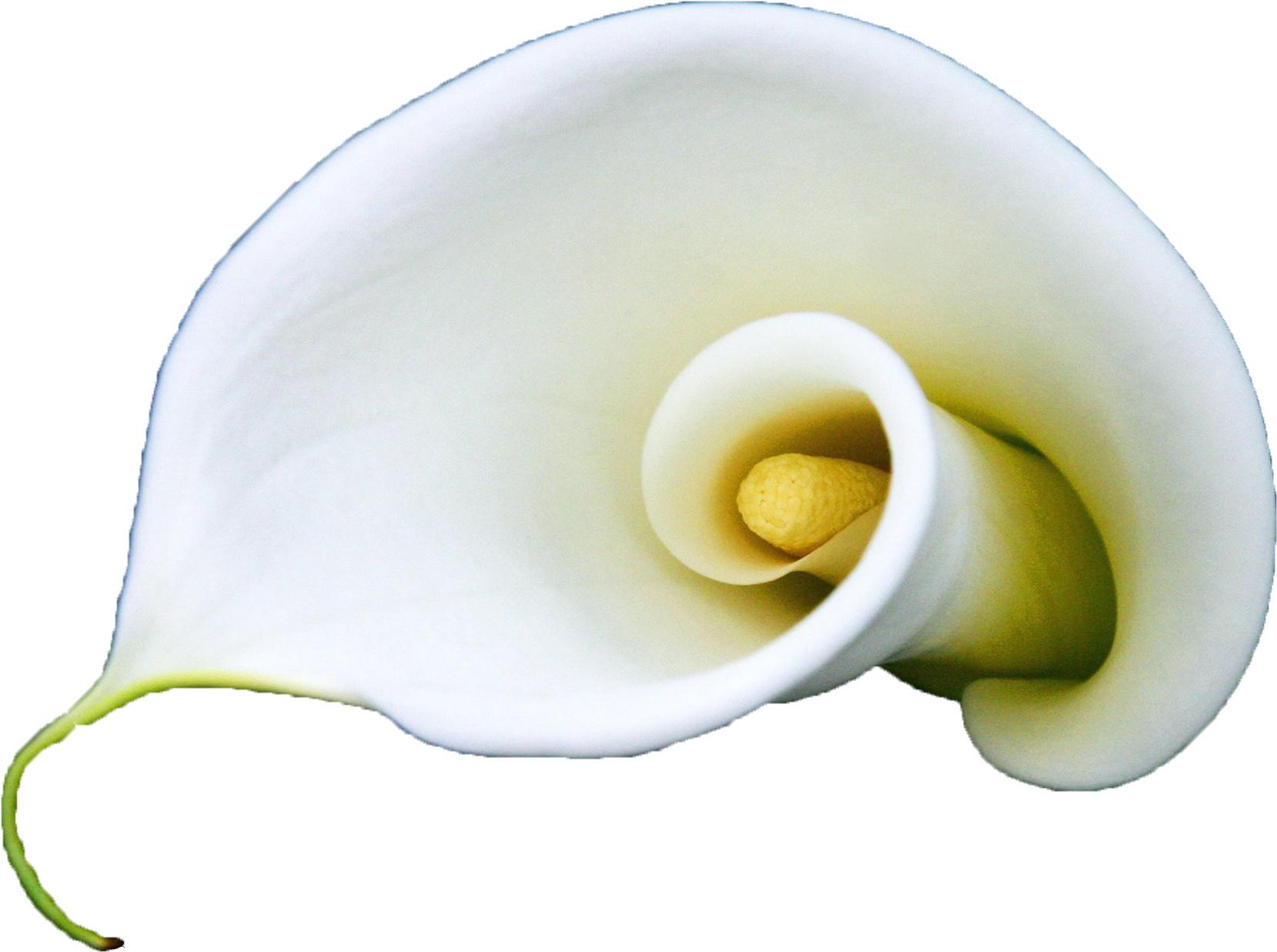Arum Lily Flower White Lilium A Blooming White Calla - Lily Curl Flower Iphone 7 Plus Phone Case (2560x1600)