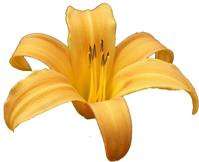 Flower Galleries 1 2 3 - Daylily (405x329)