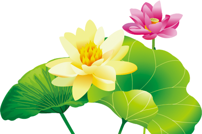 Inner Mongolia Ningxia Nelumbo Nucifera Clip Art - Portable Network Graphics (695x463)