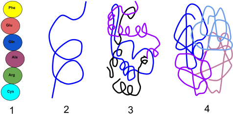 This Image Rendered As Png In Other Widths - 4 Levels Of Organization In Proteins (500x288)