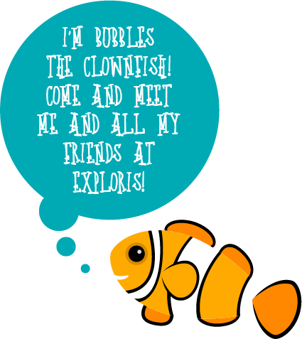 Meet Bubbles The Clownfish At Exploris And All His - Pinniped (425x477)