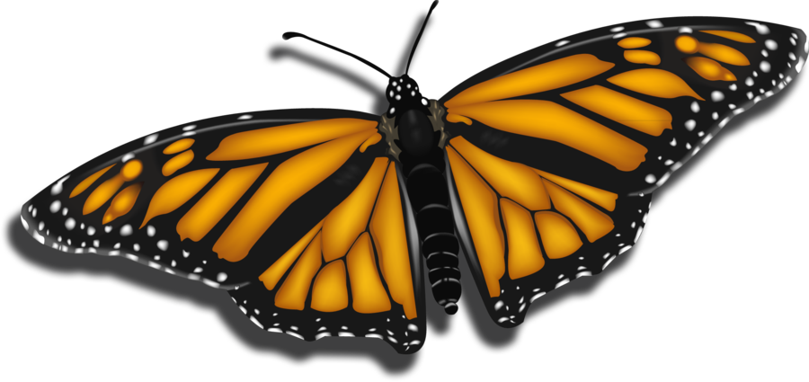 Gradient Mesh Butterfly By Suicidebuttons - Monarch Butterfly (900x425)