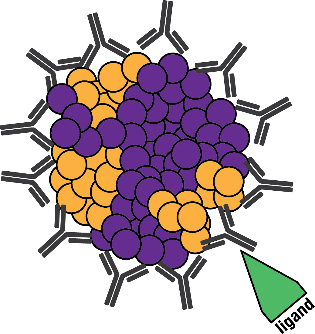 Diversimab Immune Reaction - Diversimab Immune Reaction (1038x1100)