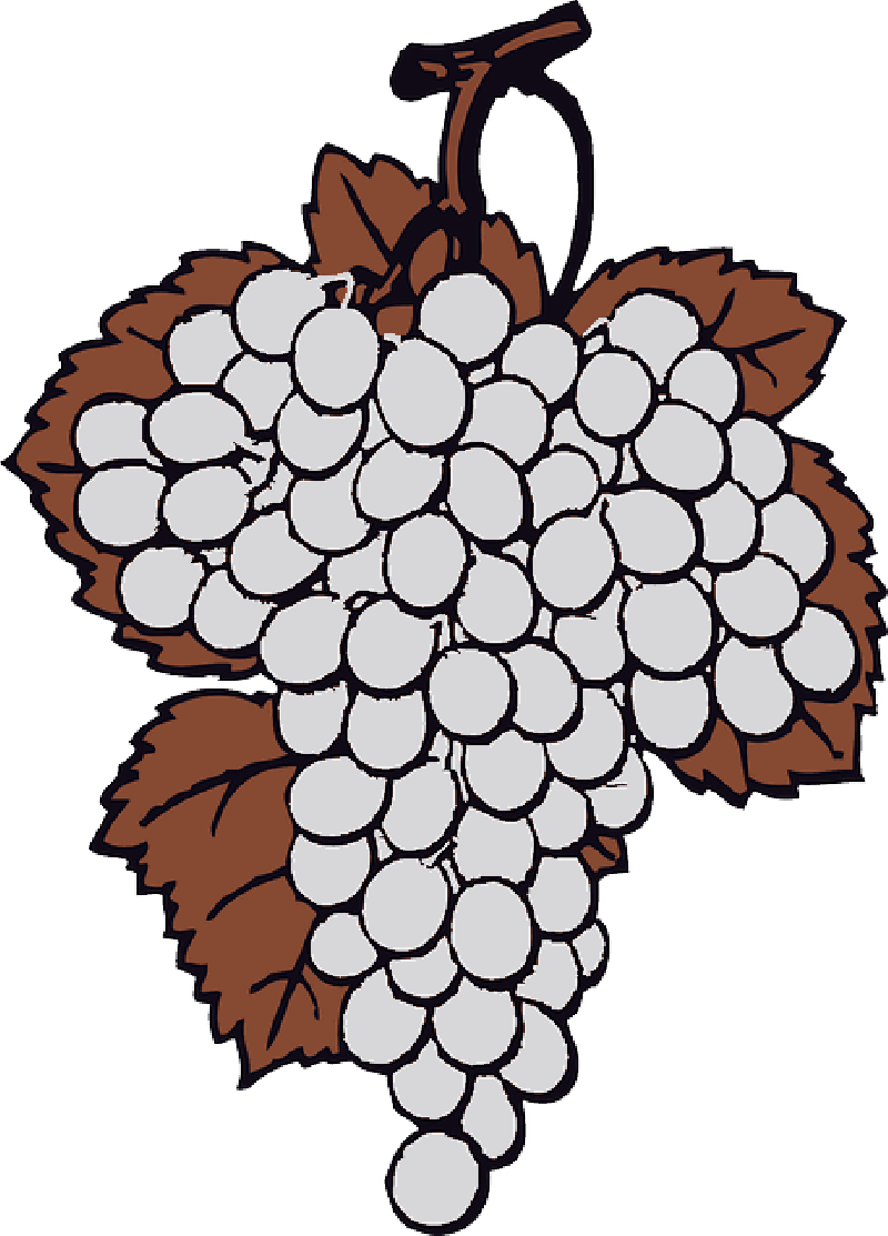 Mb Image/png - Purple Grapes Shower Curtain (800x1113)